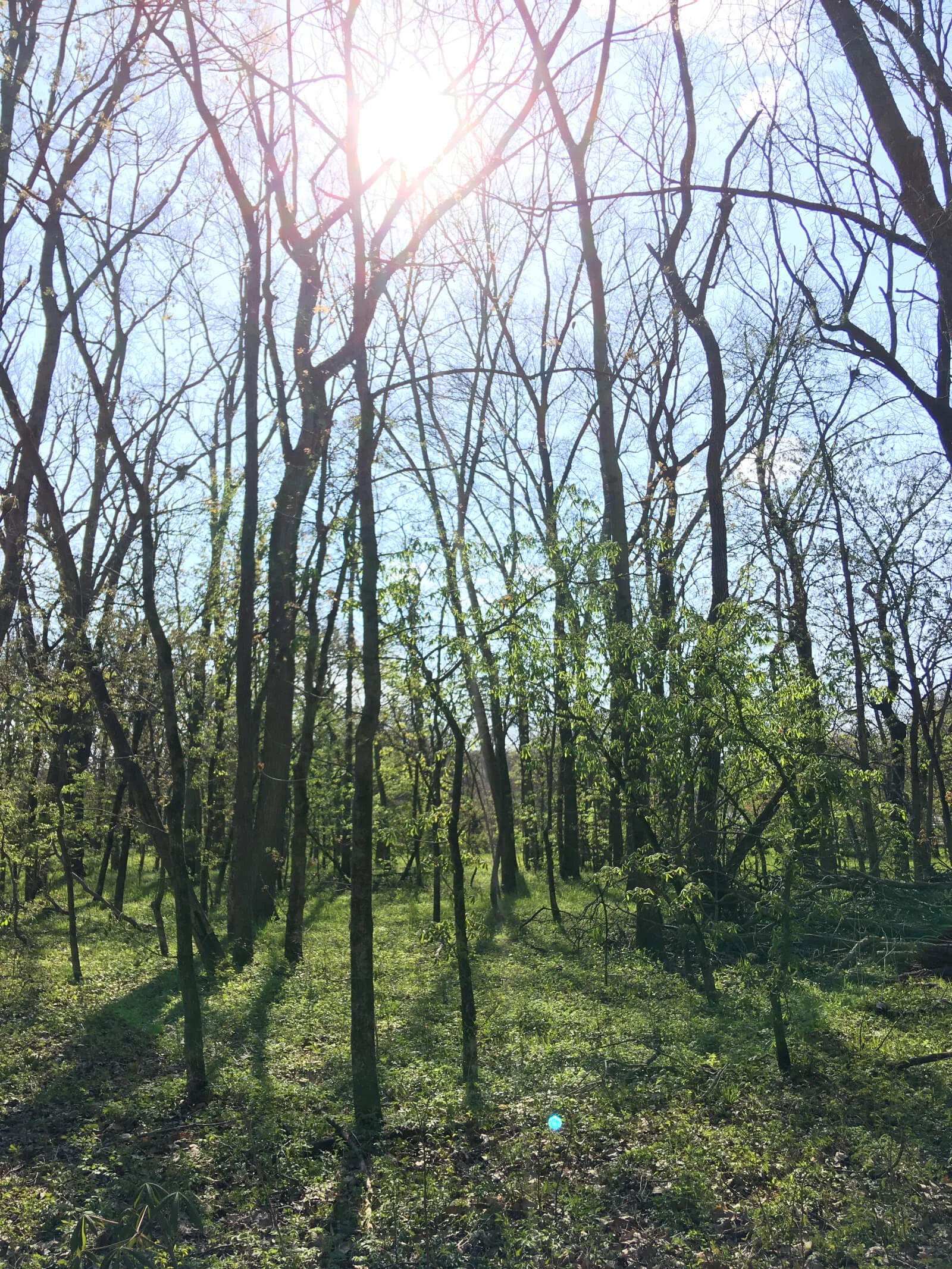 Lamson Woods State Preserve, Fairfield, IA